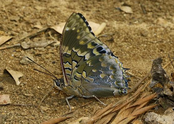 Charaxes smaradgalis butleri male UNS